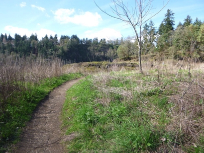 Unofficial natural surface trail through grasslands